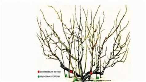 Обрезка и формирование кустов смородины