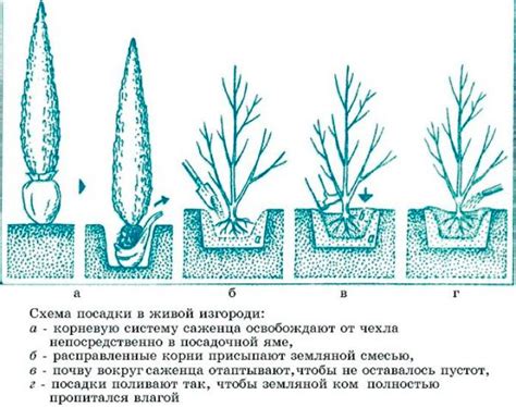 Обрезка кипариса: основные правила