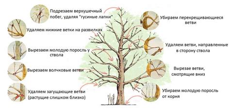 Обрезка плодовых деревьев для профилактики и борьбы с болезнями