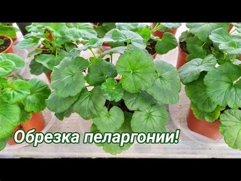 Обрезка ревеня для формирования куста