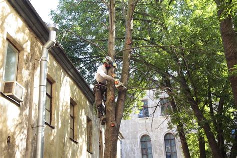 Обрезка сучьев и веток