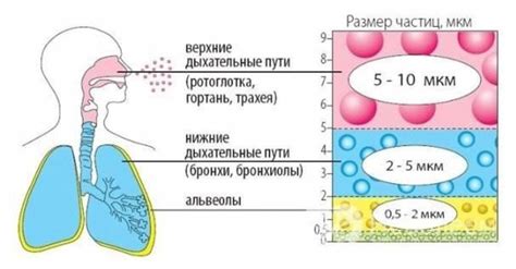 Обструктивная бронхолегочная патология