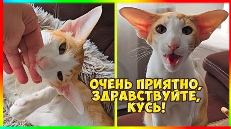 Обучайте кота правильному положению ушей