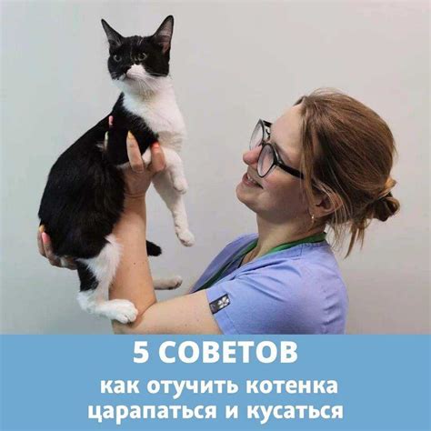 Обучите кота царапаться на специальных местах