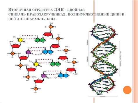 Общая структура и состав ДНК