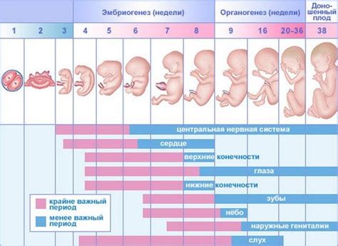 Общие симптомы редкого шевеления у плода