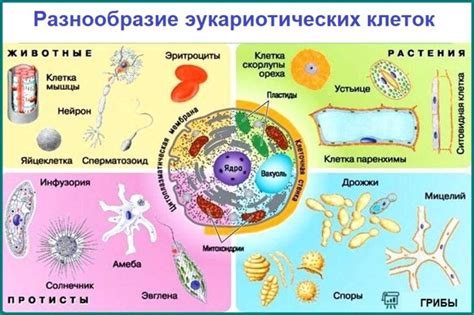 Общие химические процессы в клетках всех организмов