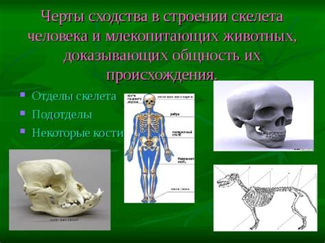 Общие черты человека и млекопитающих