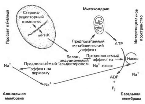 Объяснение механизма действия колоть Хондролон через день