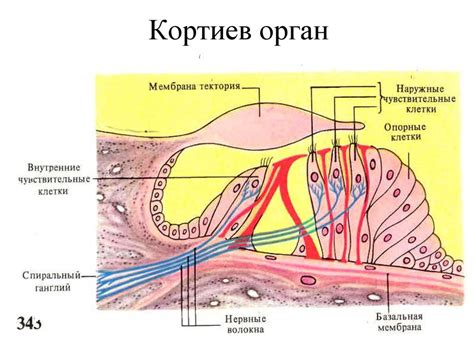 Объяснение механизма трясения губы