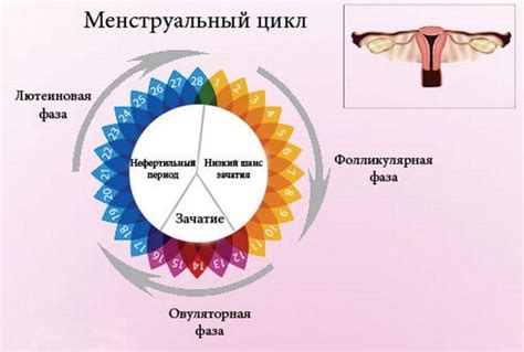 Овуляция при цикле 24 дня