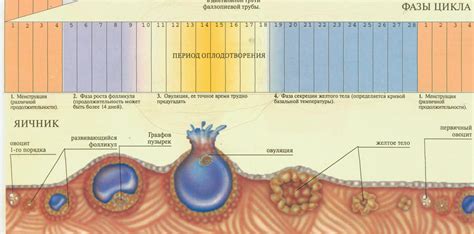 Овуляция у женщин