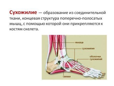 Ограничение физической нагрузки при проблемах со сухожилиями и связками