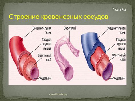 Ограниченность кровеносных сосудов