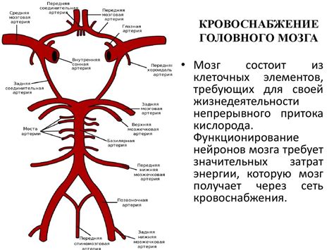 Ограниченность кровоснабжения головного мозга