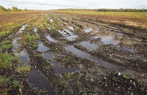 Одна из причин уменьшения грибов - загрязнение почвы