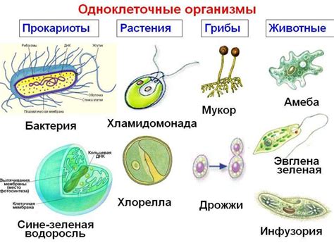 Одноклеточные и многоклеточные организмы: разница и связь с губками