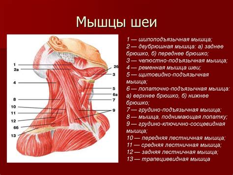 Оказание давления на шейные мышцы