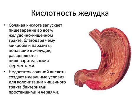 Окислительные процессы и потеря сока при квашении