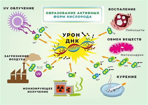 Оксидативный стресс и его влияние