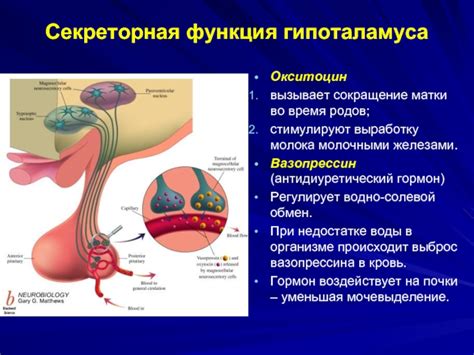 Окситоцин - гормон, осуществляющий сокращение матки и стимулирующий выработку молока