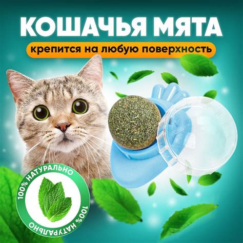 Опасная для кошек кошачья мята: побочные эффекты и последствия