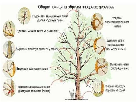 Опасности и последствия неправильной обрезки верхушки липы: избегайте ошибок