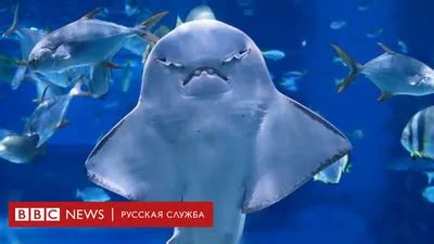 Опасность акул и меры предосторожности