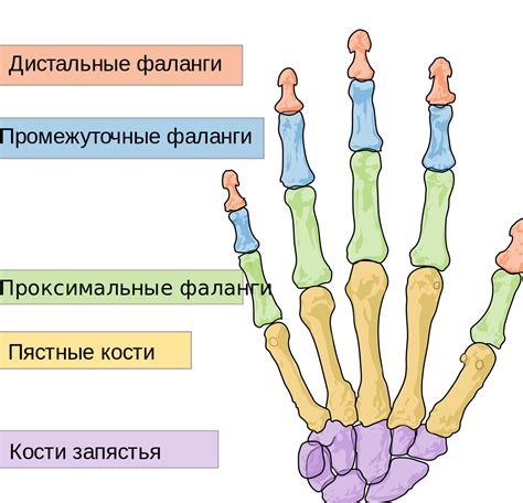 Описание анатомического разнообразия пальцев на руках