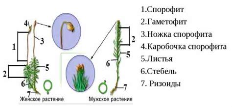 Описание и характеристики сфагнума