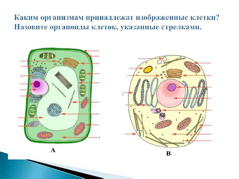 Описание основных компонентов ВОГРЭСа