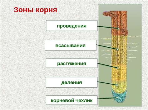 Описание принципа действия зоны растяжения