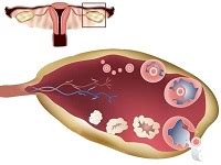 Описание процесса овуляции