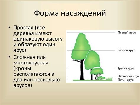 Описание процесса роста их деревьев и диких насаждений