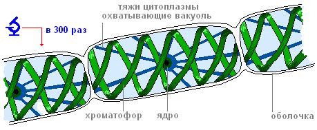 Описание спирогиры: внешний вид и строение