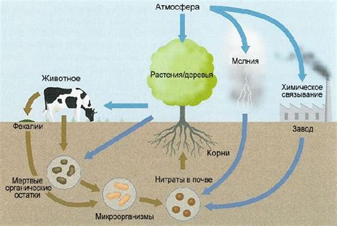 Описание феномена в природе