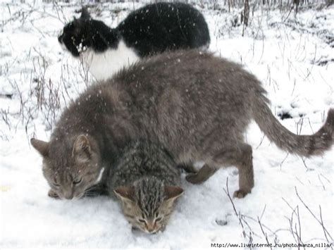 Описание феномена кошек с двумя головами