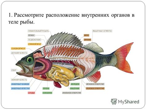 Опишите главные оттенки и их расположение на теле рыбы