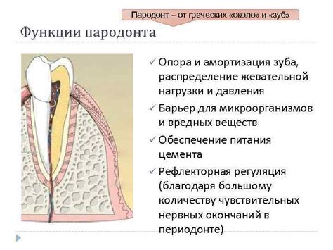 Опора и амортизация