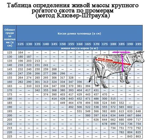 Определение веса коровы по специфическим признакам