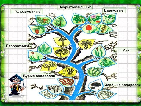 Определение видов и сортов хлорофитов