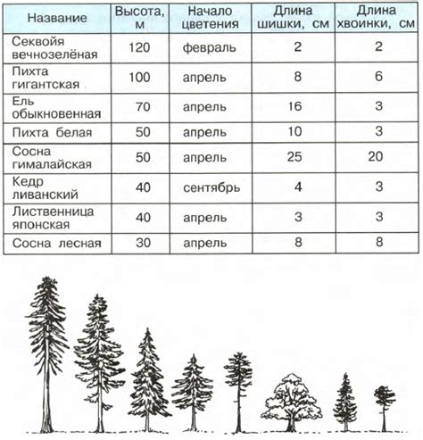 Определение возраста березы по диаметру ствола