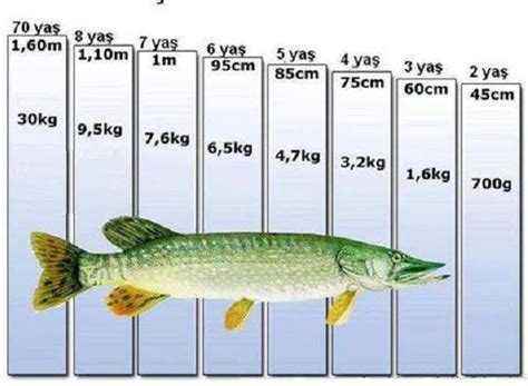 Определение возраста щуки по размерам