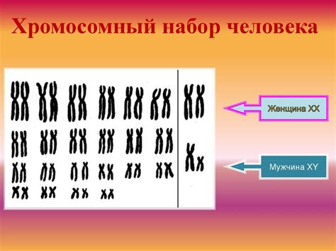 Определение главных хромосом у мужчин