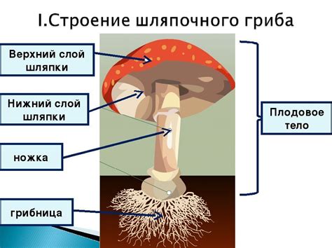 Определение гриба по его форме и цвету