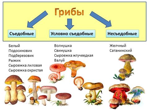 Определение грибов: принципы и подходы