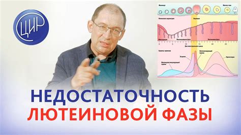 Определение длины лютеиновой фазы