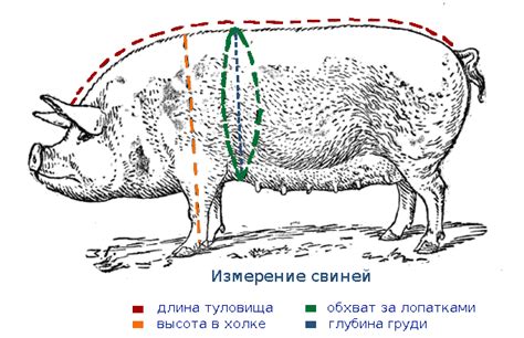 Определение зон для свиней и людей