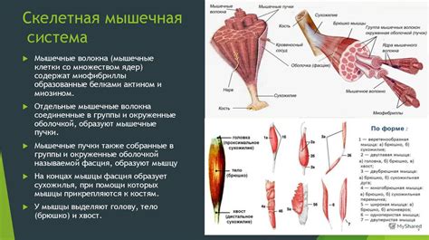 Определение и значение скелетной мускулатуры