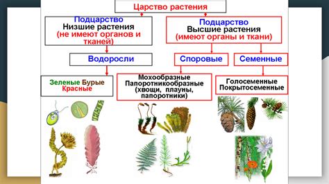 Определение и классификация водорослей